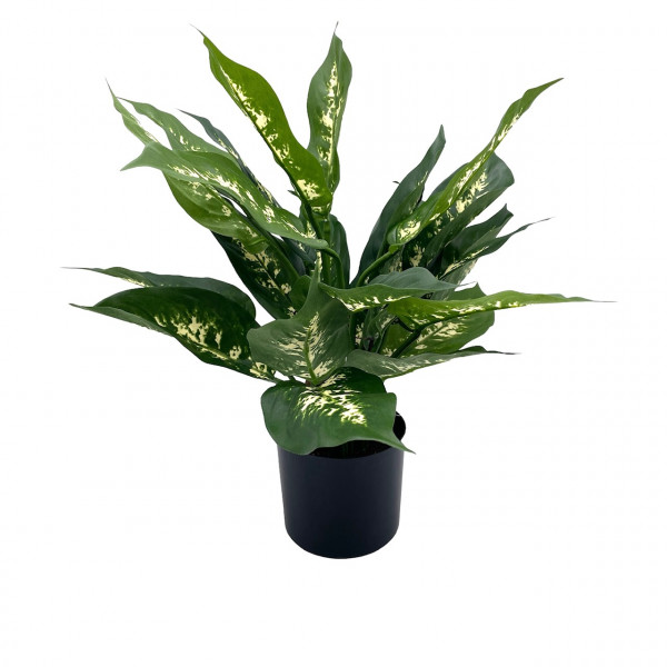 Dieffenbachia im Topf