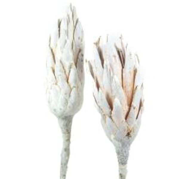 Protea Repens