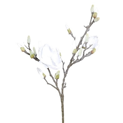 Magnolien Zweig mit zwei Blüten