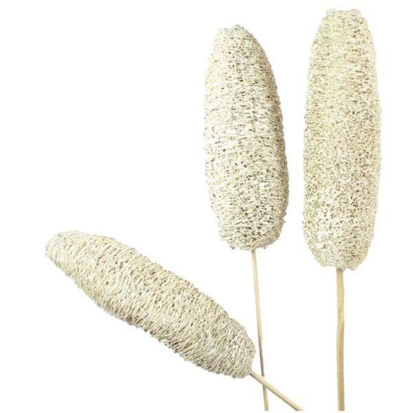 Luffa angestielt