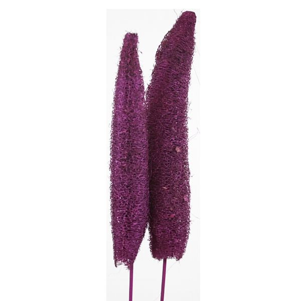 Luffa angestielt