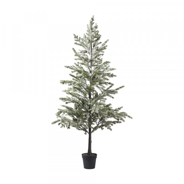 Tannenbaum Noble Pine