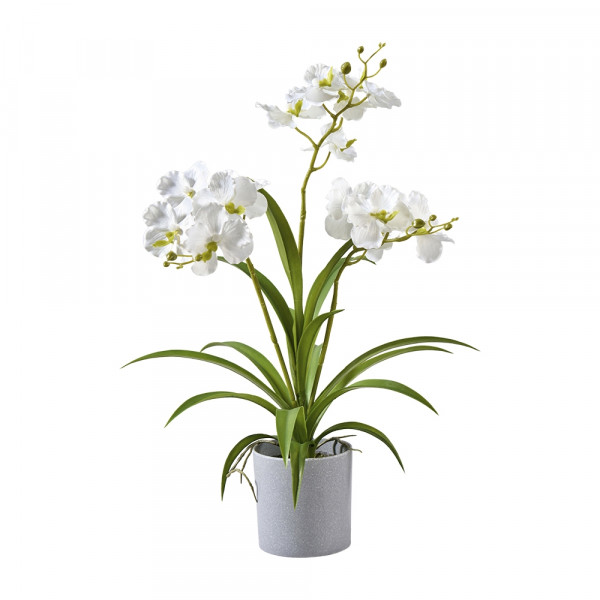 (173) Orchidee im Topf