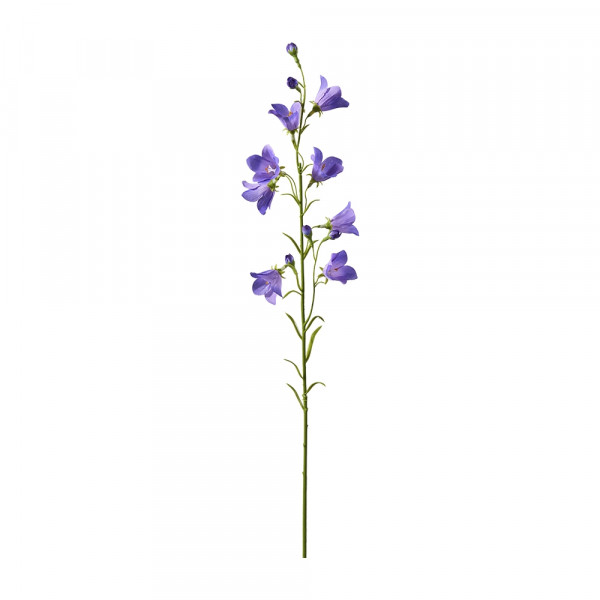 Vorbestellung: (453) Campanula Pick