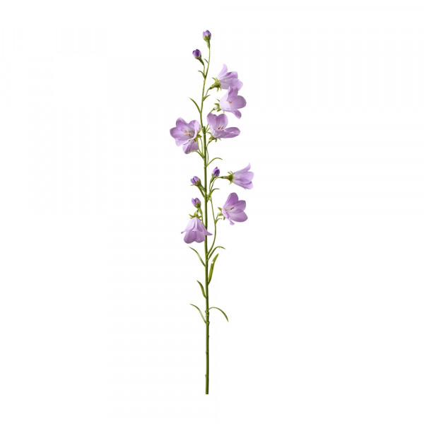 Vorbestellung: (452) Campanula Pick