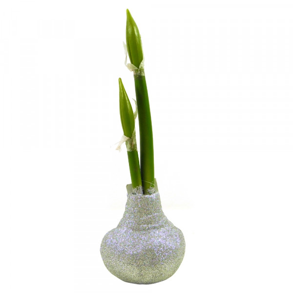 Amaryllis-Knospe x2 m.Glitter-Zwiebel