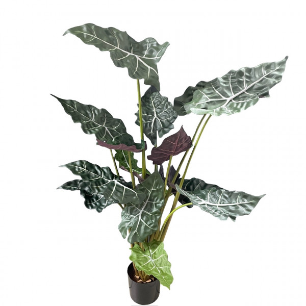 Alocasia Bush im Topf