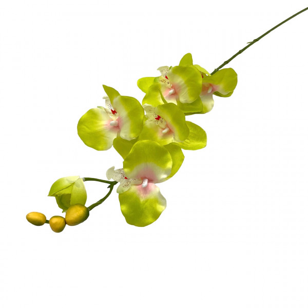 Orchidee Phalaenopsis mit 6 Blüten