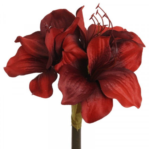 Amaryllis