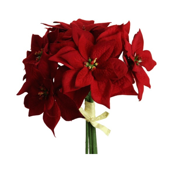 Poinsettia Bund x6