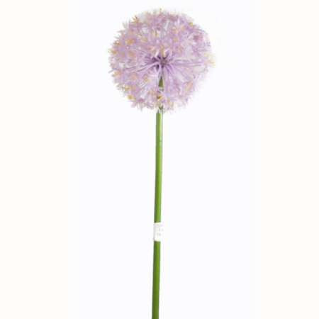 Alium