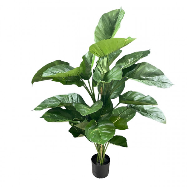 Pothos Baum