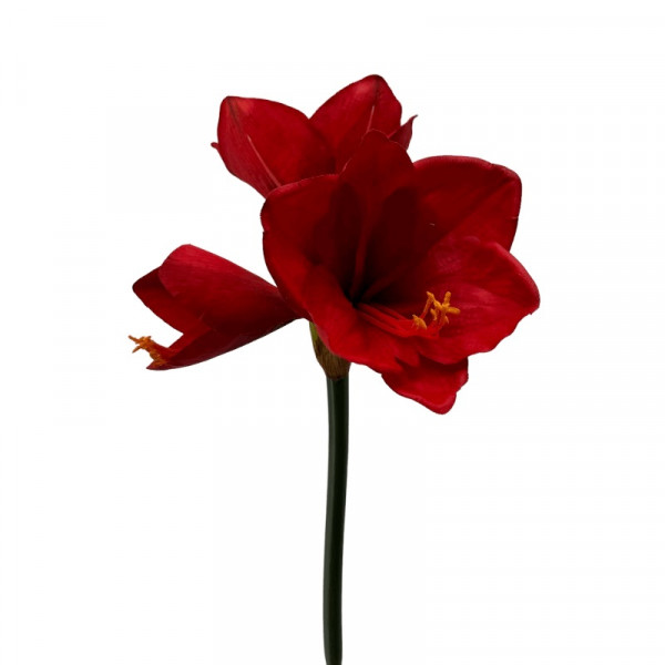 Amaryllis 2 Blüten 1 Knolle