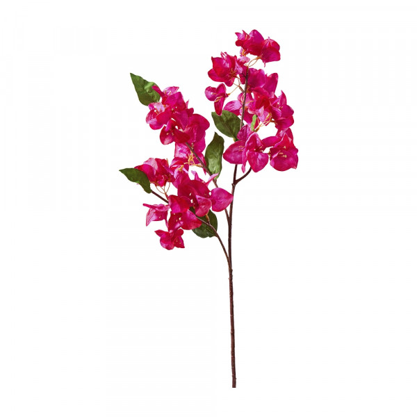 Vorbestellung: (013) Bouganvillea Zweig