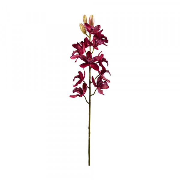 Vorbestellung: (13) Orchidee, Dendrobium x11