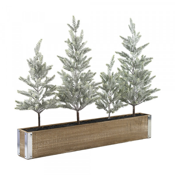 Tanne Juniper x 4 auf Holztablett