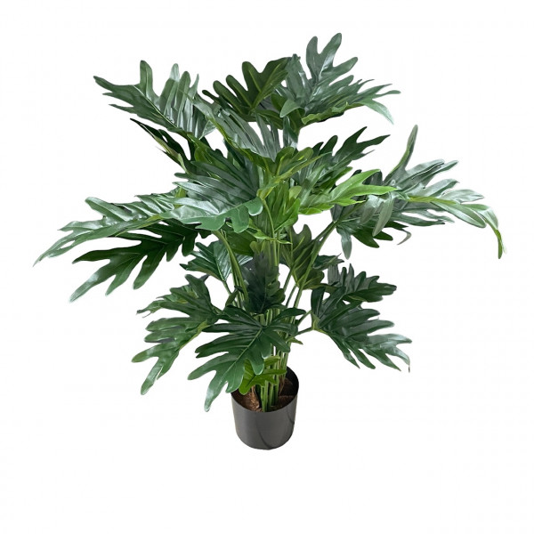 Philodendron im Topf