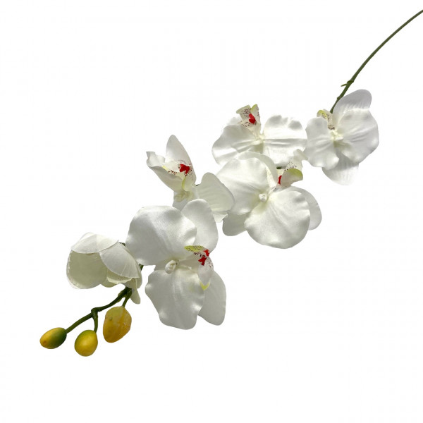 Orchidee Phalaenopsis mit 6 Blüten